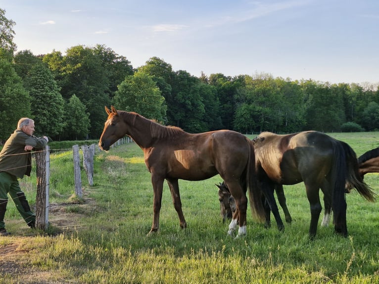 Hanoverian Gelding 2 years 16,1 hh Chestnut in Walsrode
