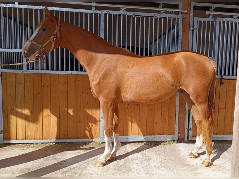 Hanoverian Gelding 2 years 16,1 hh Chestnut-Red in H&#xFC;ttenrode