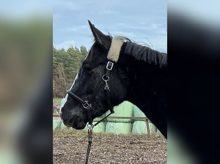 Hanoverian Gelding 2 years 16,1 hh Grey-Dark-Tan in L&#xFC;neburg