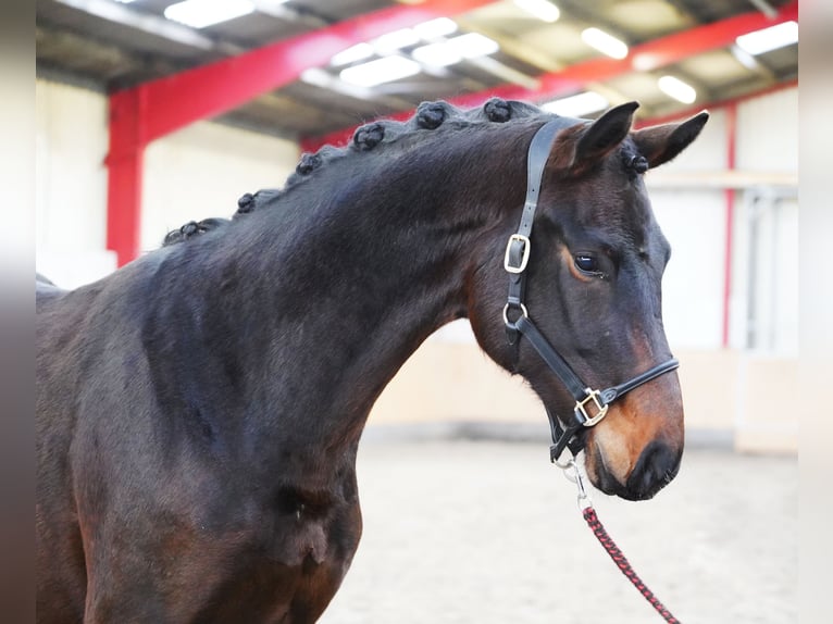 Hanoverian Gelding 2 years 16,2 hh Bay-Dark in Hohenfelde