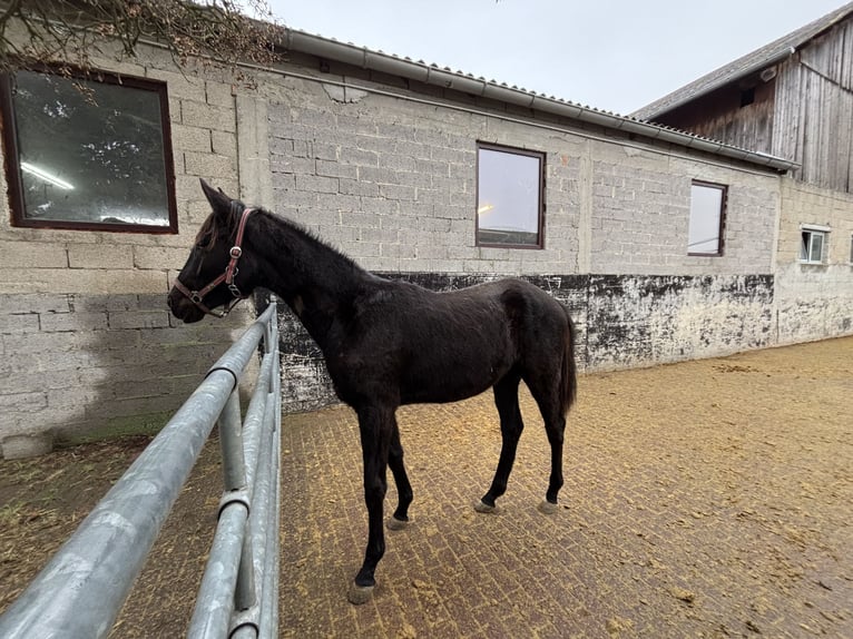Hanoverian Gelding 2 years 16,2 hh Black in Brechen