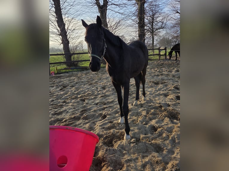 Hanoverian Gelding 2 years 16,2 hh Black in Ihlienworth