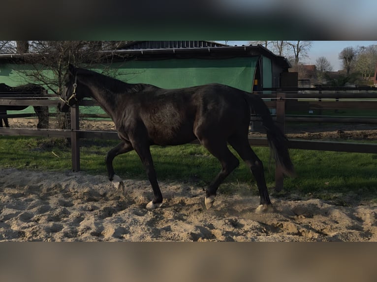 Hanoverian Gelding 2 years 16,2 hh Black in Ihlienworth