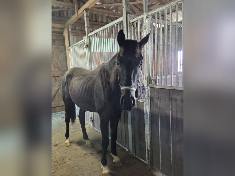 Hanoverian Gelding 2 years 16,2 hh Black in Ihlienworth