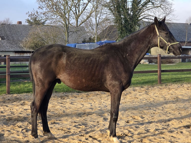 Hanoverian Gelding 2 years 16,2 hh Black in Ihlienworth