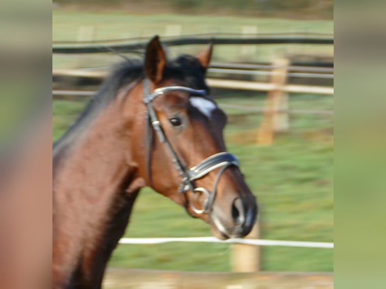Hanoverian Gelding 2 years 16,2 hh Brown in Greifenstein