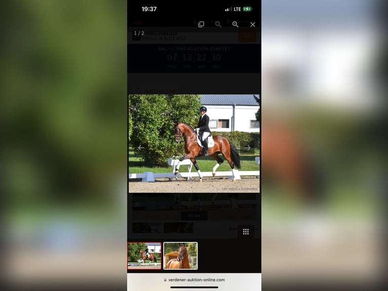 Hanoverian Gelding 2 years 16,2 hh Brown in Nordhorn