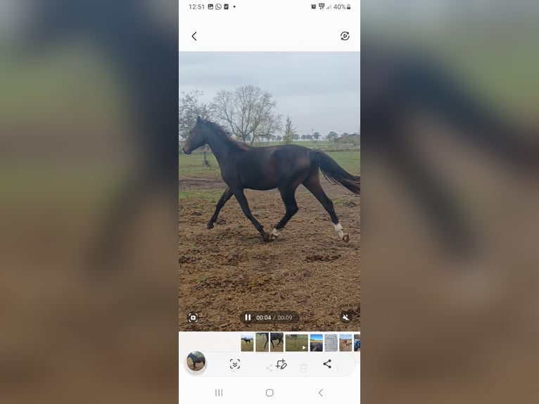 Hanoverian Gelding 2 years 16,3 hh Bay-Dark in Mühlenberge Hanoverian Gelding 2 years 16,3 hh Bay-Dark in Mühlenberge