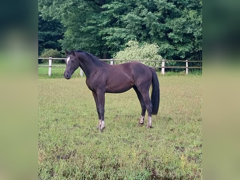 Hanoverian Gelding 2 years 16,3 hh Black in Handeloh