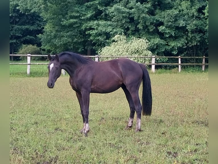 Hanoverian Gelding 2 years 16,3 hh Black in Handeloh