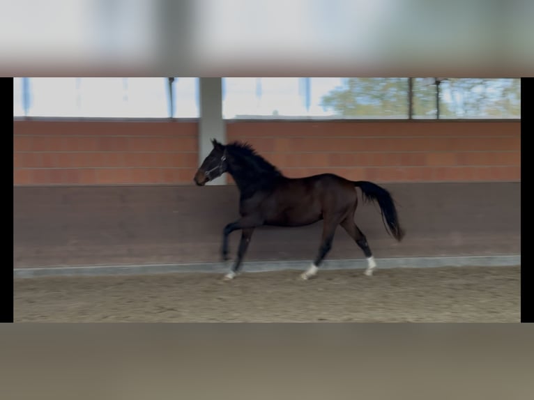 Hanoverian Gelding 2 years 16,3 hh Brown in Langwedel