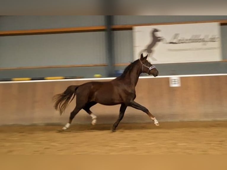 Hanoverian Gelding 2 years 16,3 hh Chestnut in Hamersen