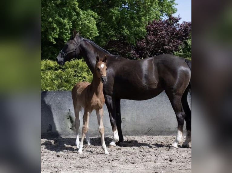 Hanoverian Gelding 2 years 16,3 hh Chestnut in Hamersen