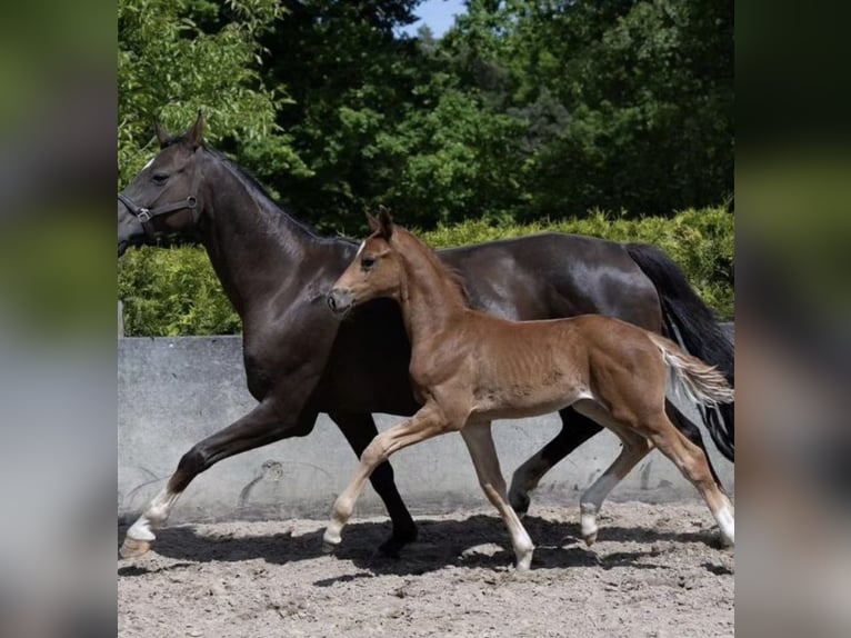 Hanoverian Gelding 2 years 16,3 hh Chestnut in Hamersen