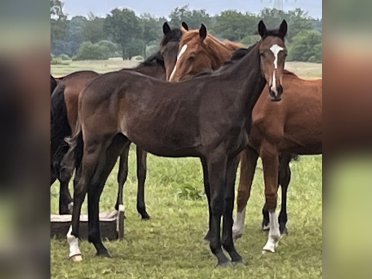 Hanoverian Gelding 2 years 16,3 hh Smoky-Black in Lentföhrden