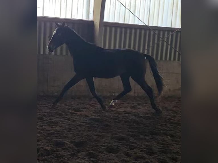 Hanoverian Gelding 2 years 16,3 hh Smoky-Black in Lentföhrden