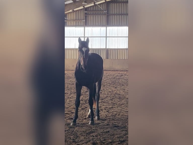 Hanoverian Gelding 2 years 16,3 hh Smoky-Black in Lentföhrden