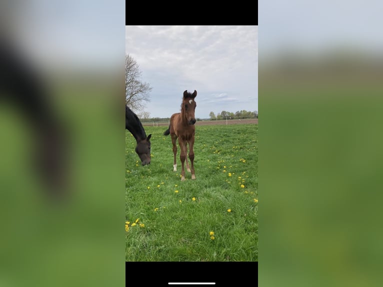 Hanoverian Gelding 2 years Bay-Dark in Aulosen