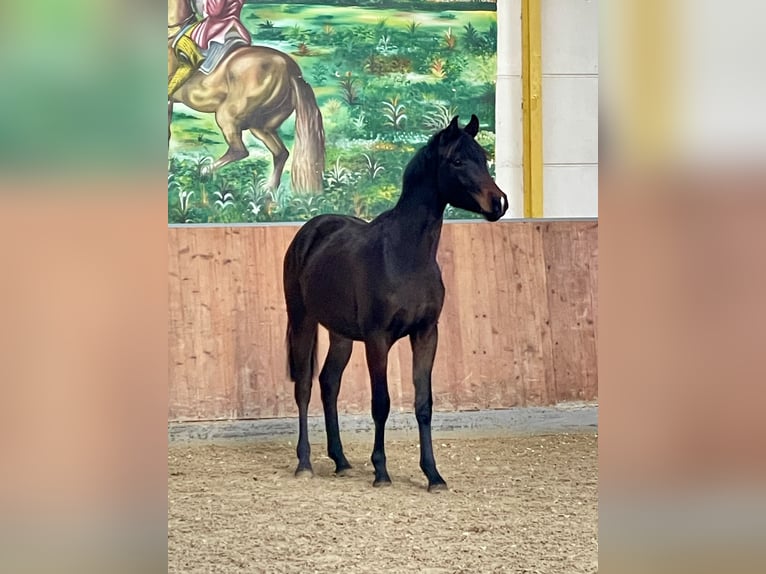 Hanoverian Gelding 2 years Bay-Dark in Rees
