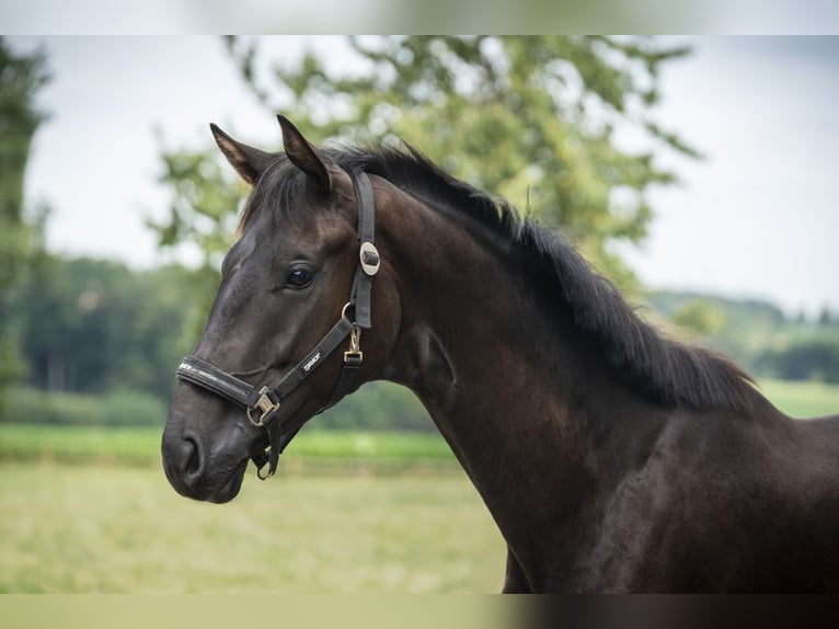 Hanoverian Gelding 2 years Black in MelleMelle