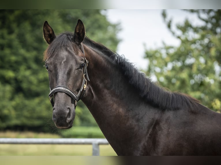 Hanoverian Gelding 2 years Black in MelleMelle