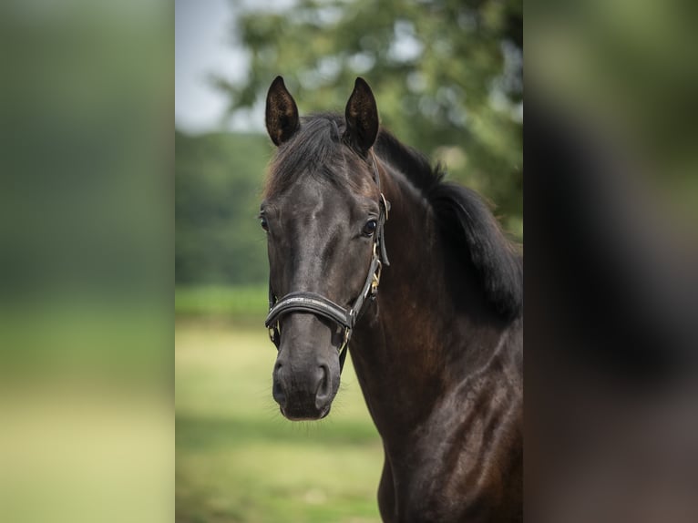 Hanoverian Gelding 2 years Black in MelleMelle