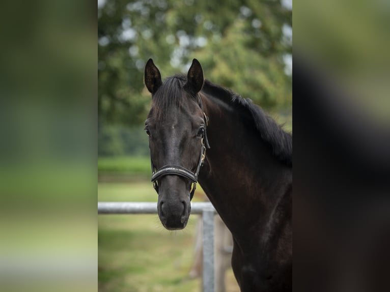 Hanoverian Gelding 2 years Black in MelleMelle