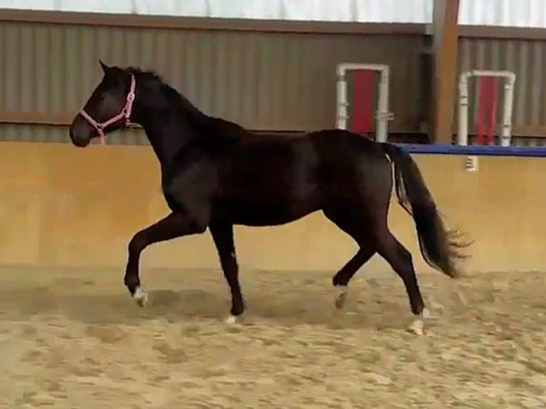 Hanoverian Gelding 2 years Black in Malchin
