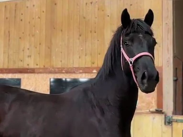 Hanoverian Gelding 2 years Black in Malchin