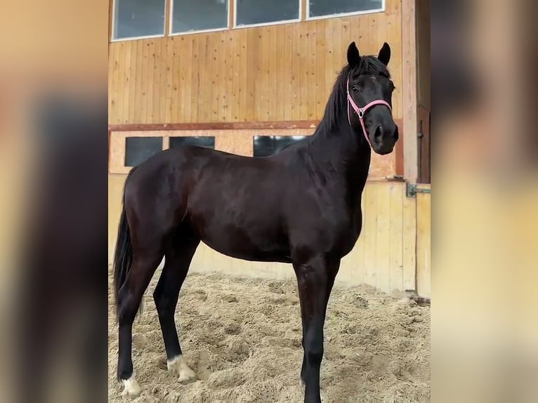 Hanoverian Gelding 2 years Black in Malchin