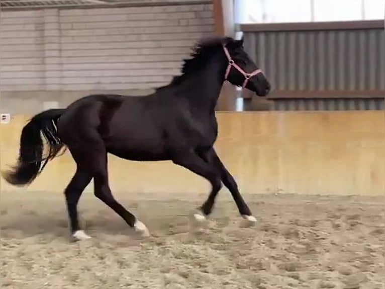 Hanoverian Gelding 2 years Black in Malchin