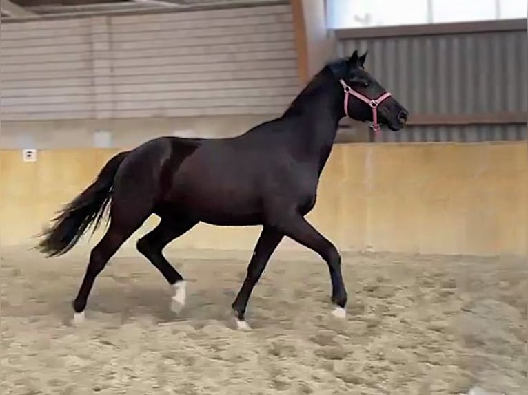 Hanoverian Gelding 2 years Black in Malchin