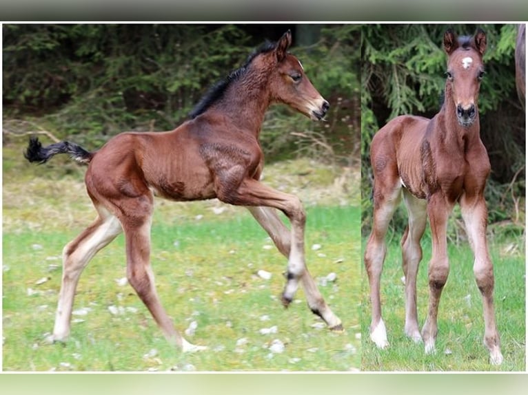 Hanoverian Gelding 2 years Brown in Dentlein am Forst