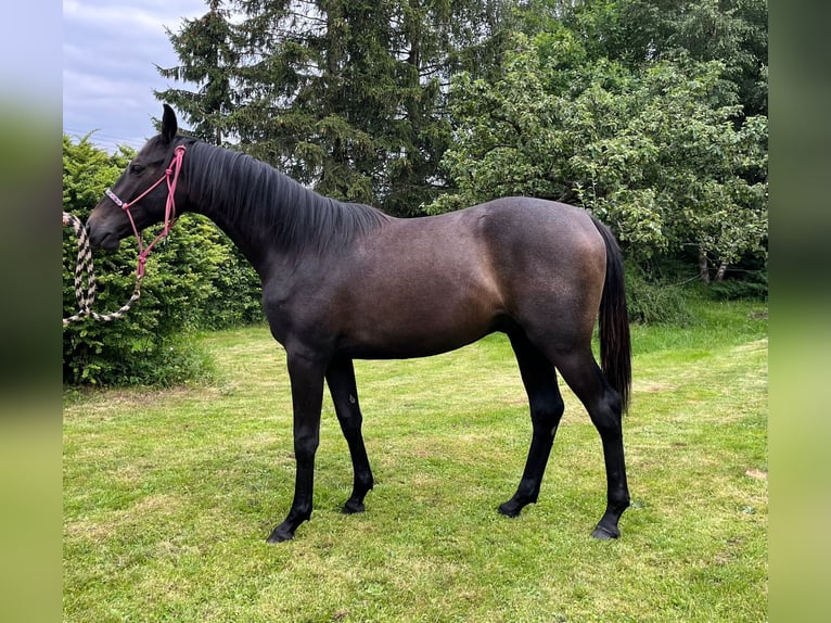 Hanoverian Gelding 2 years Can be white in Klatovy
