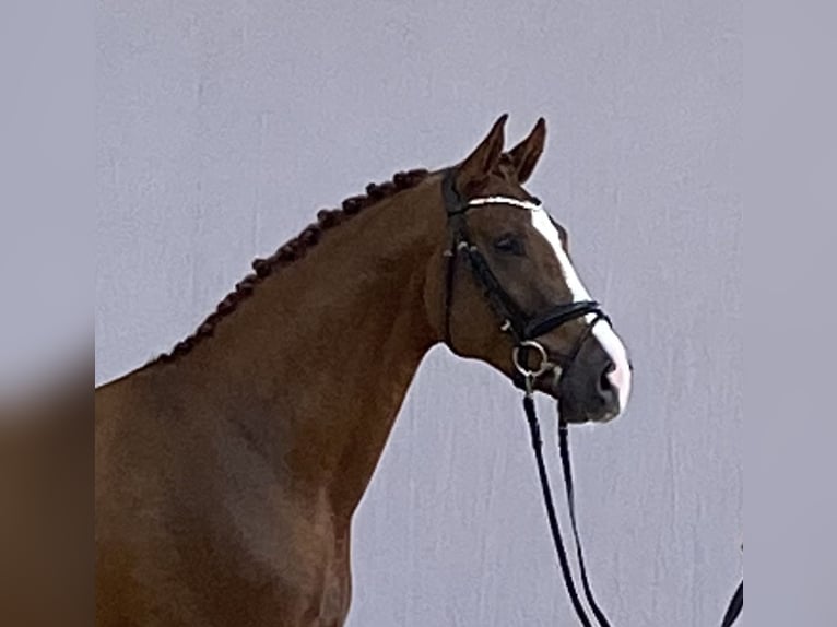 Hanoverian Gelding 2 years in Wetschen