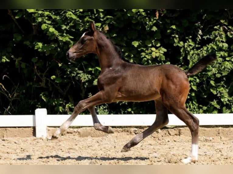Hanoverian Gelding 2 years Smoky-Black in Minden