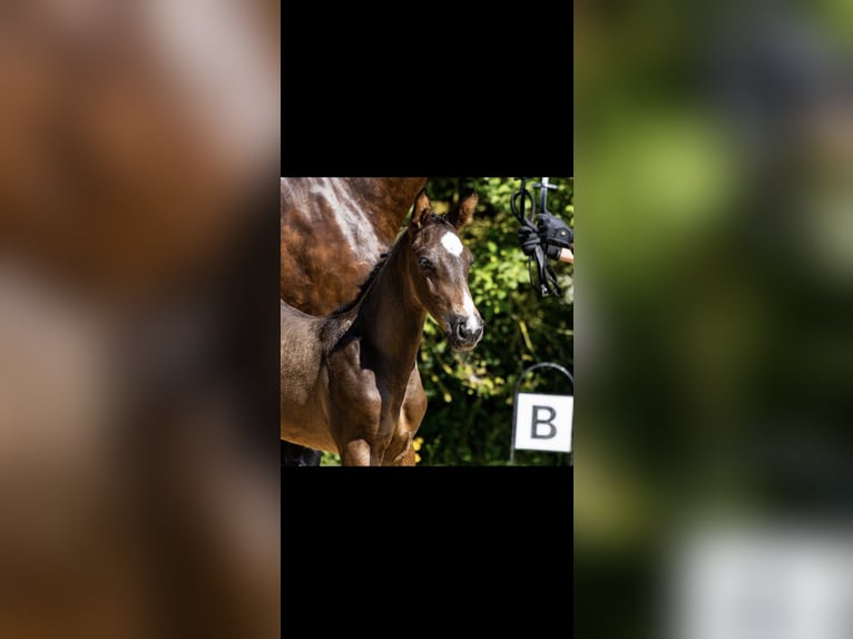 Hanoverian Gelding 2 years Smoky-Black in Minden