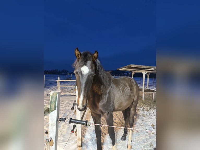 Hanoverian Gelding 2 years Smoky-Black in Minden