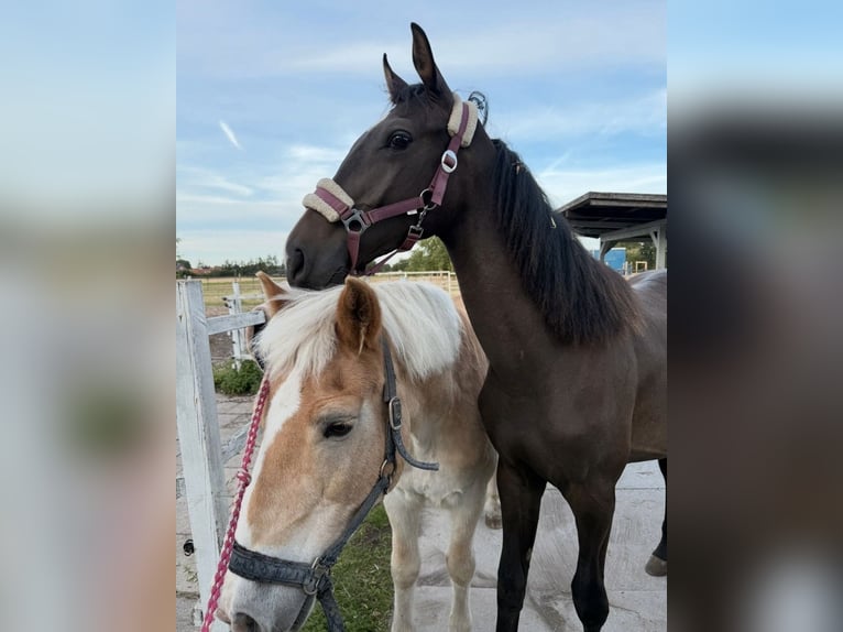Hanoverian Gelding 2 years Smoky-Black in Minden
