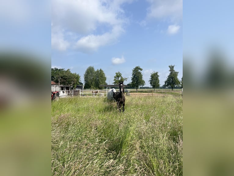 Hanoverian Gelding 2 years Smoky-Black in Minden