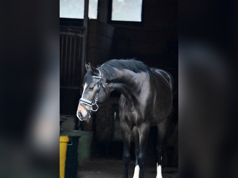 Hanoverian Gelding 3 years 14,3 hh Bay-Dark in Oerel