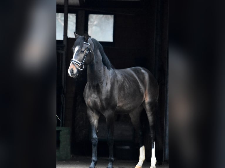 Hanoverian Gelding 3 years 14,3 hh Bay-Dark in Oerel