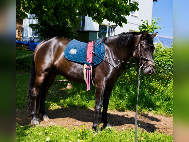 Hanoverian Mix Gelding 3 years 15.1 hh Black in Brilon