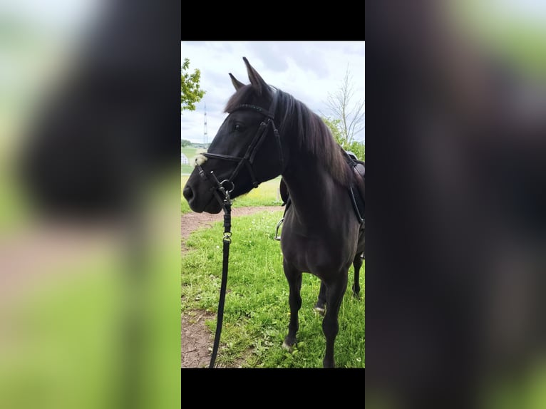 Hanoverian Mix Gelding 3 years 15.1 hh Black in Brilon