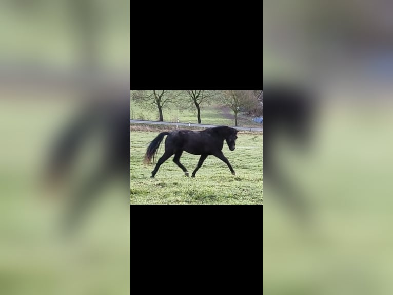 Hanoverian Mix Gelding 3 years 15.1 hh Black in Brilon