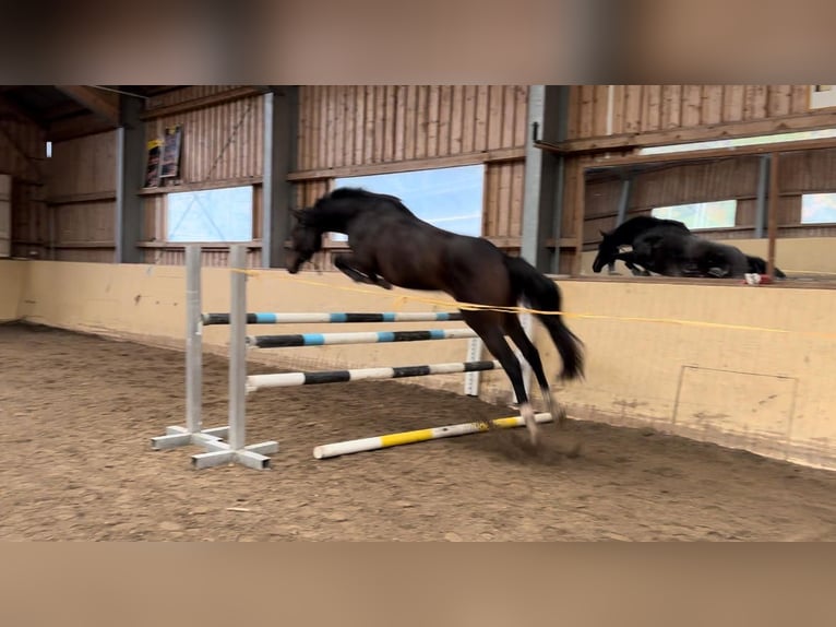 Hanoverian Gelding 3 years 15,2 hh Bay-Dark in Schöder