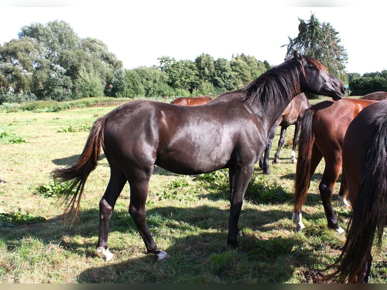 Hanoverian Gelding 3 years 15.2 hh Black in Hankensbüttel