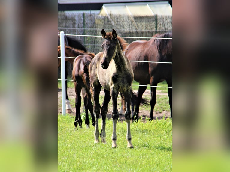 Hanoverian Gelding 3 years 15.2 hh Black in Hankensbüttel