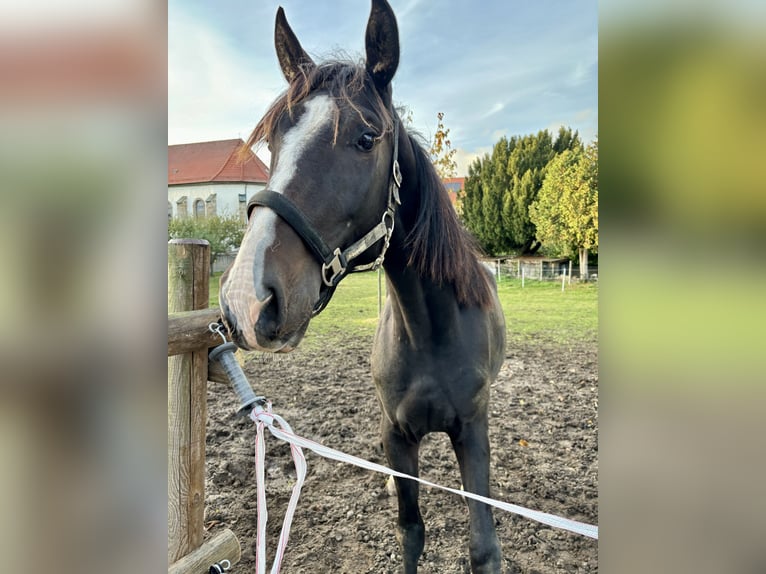 Hanoverian Gelding 3 years 15,2 hh Brown in Schellerten