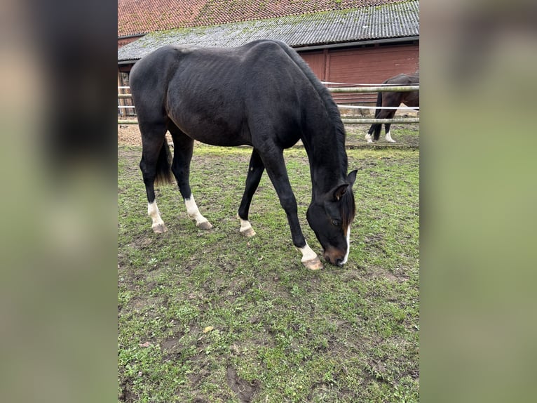 Hanoverian Gelding 3 years 15,2 hh Brown in Schellerten